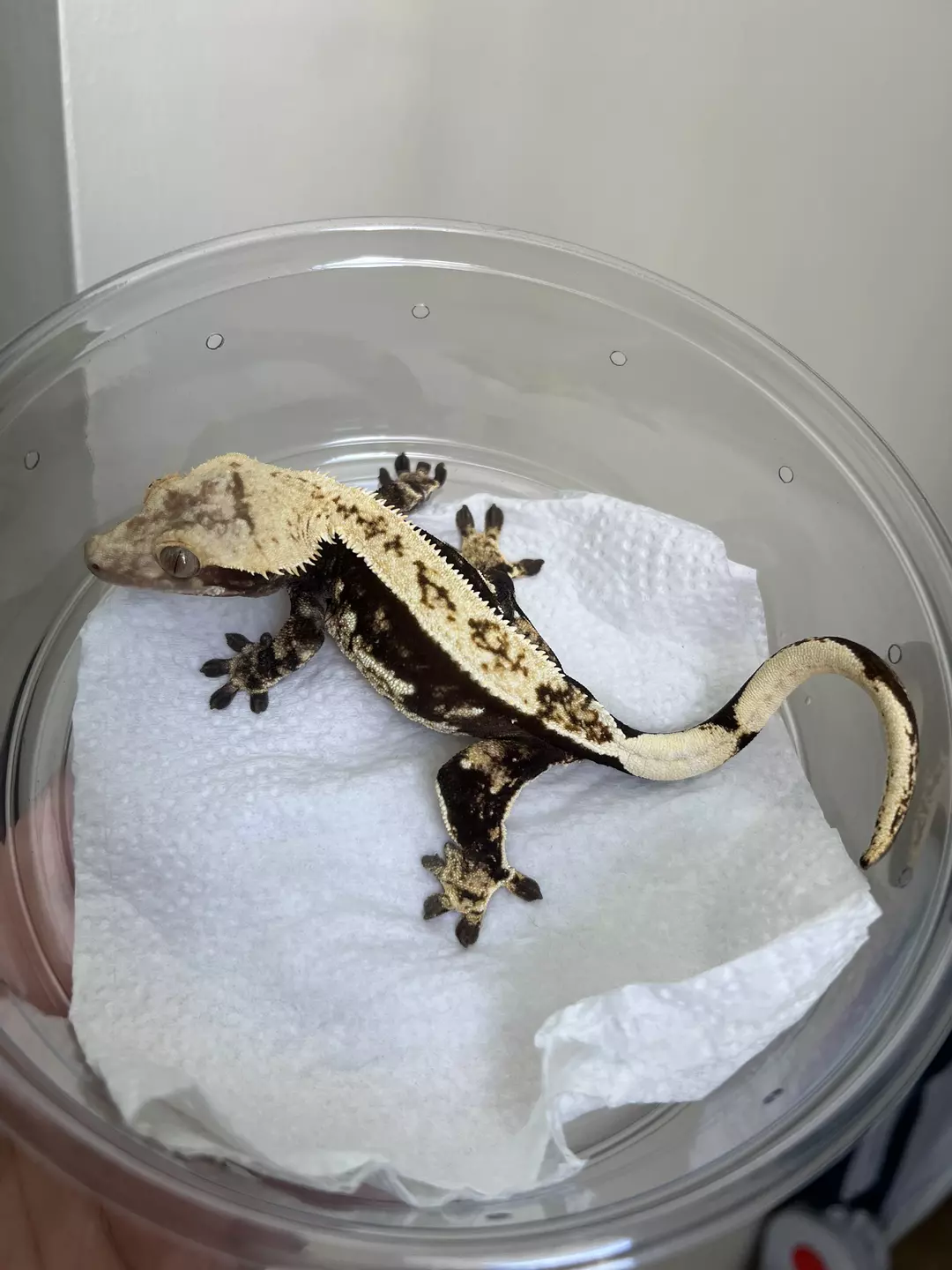 Proven Female: 49 grams: Dark Base Harlequin thumbnail