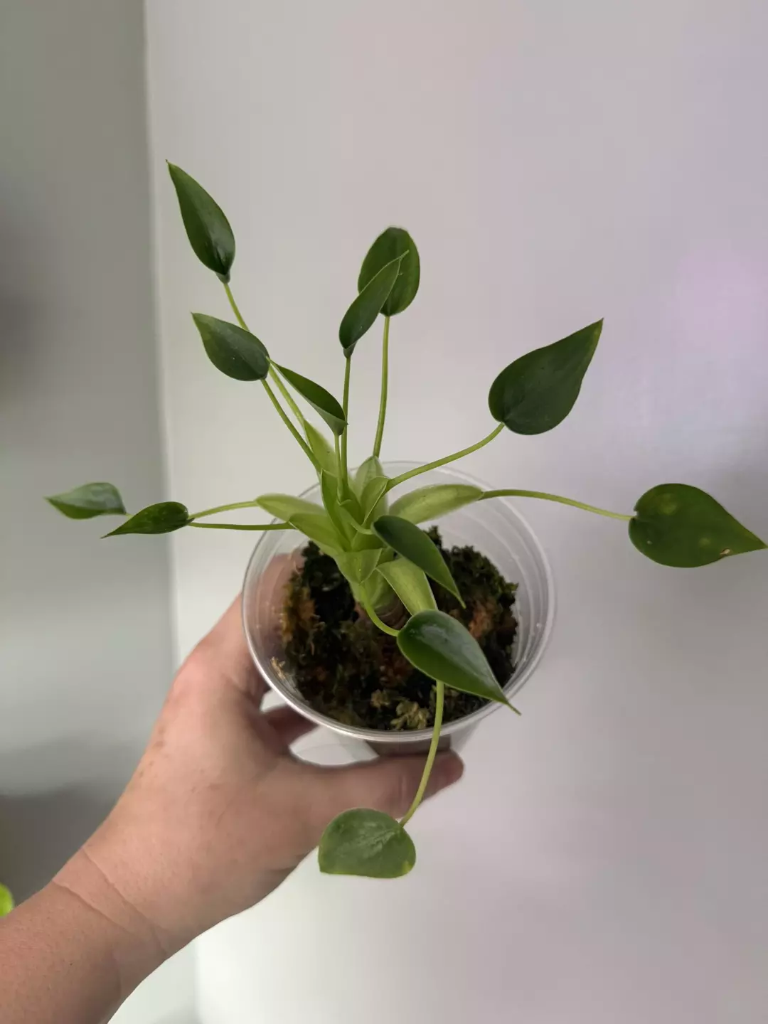Alocasia Tiny Dancer Mother size thumbnail
