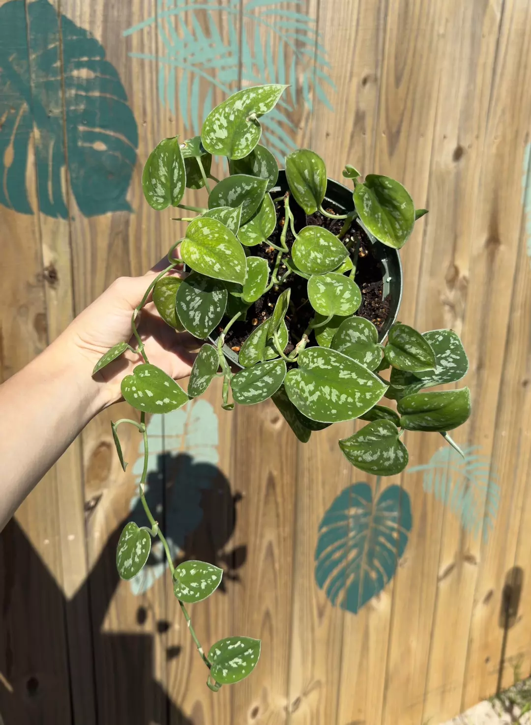 Scindapsus Pictus 6” thumbnail