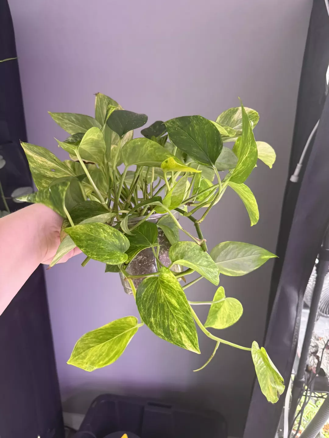 Philodendron Neon Queen LARGE thumbnail