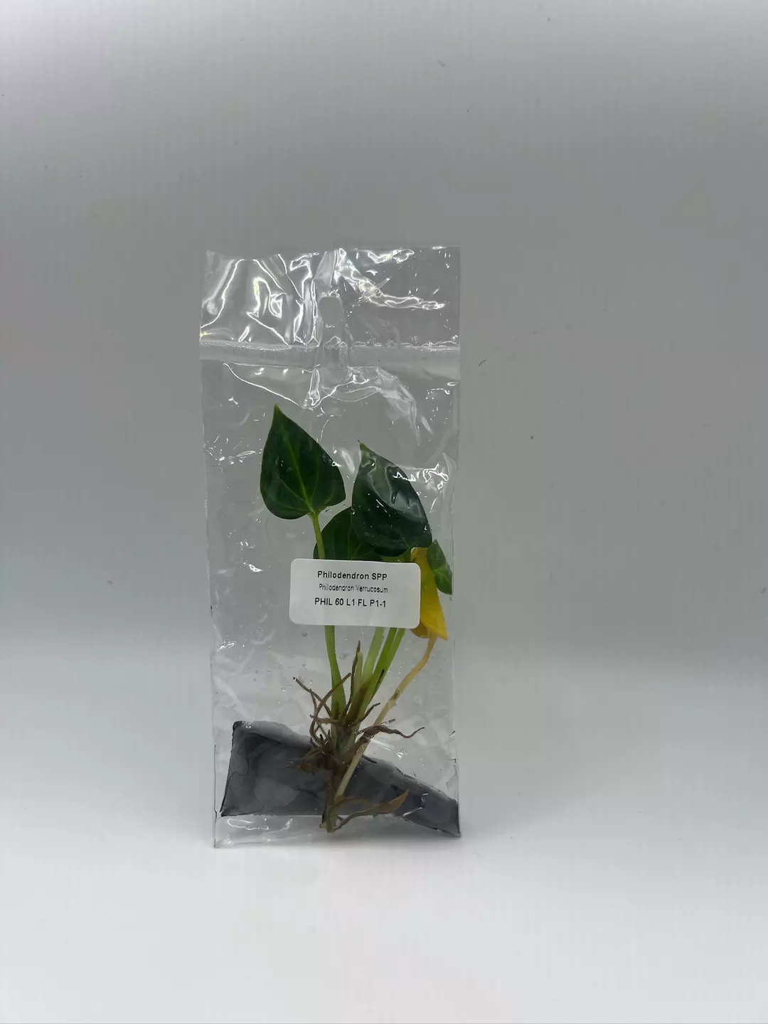 GC Philodendron Verrucosum thumbnail