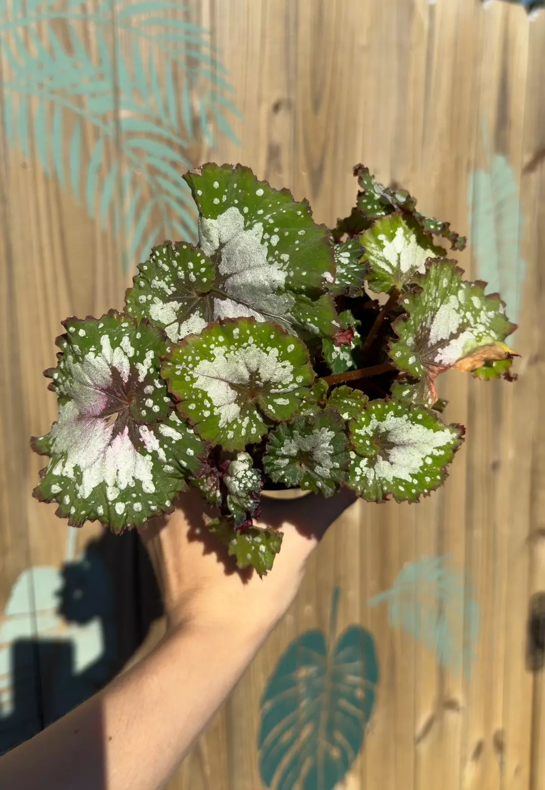 Begonia Rex 4” thumbnail