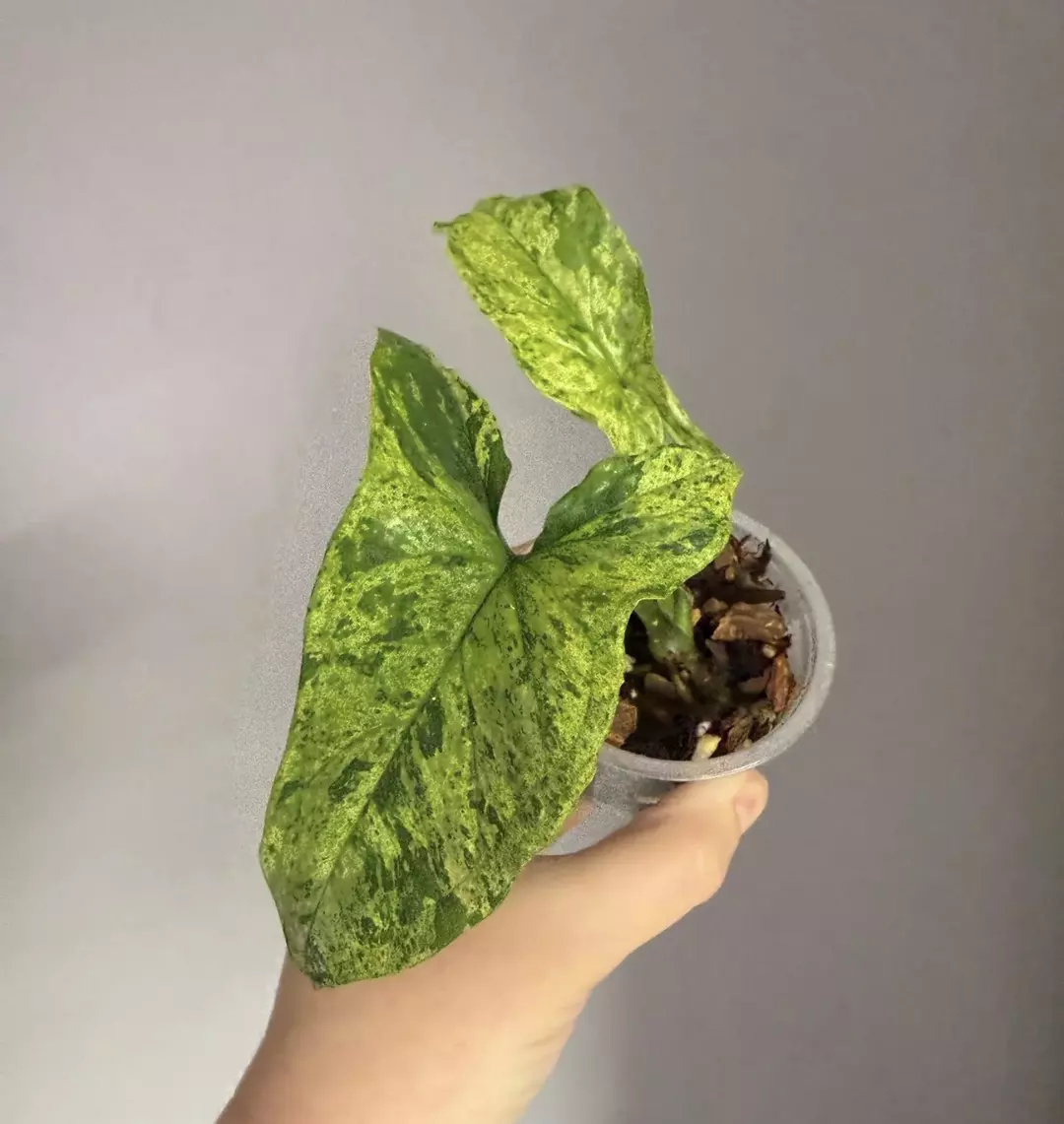 Syngonium mojito thumbnail