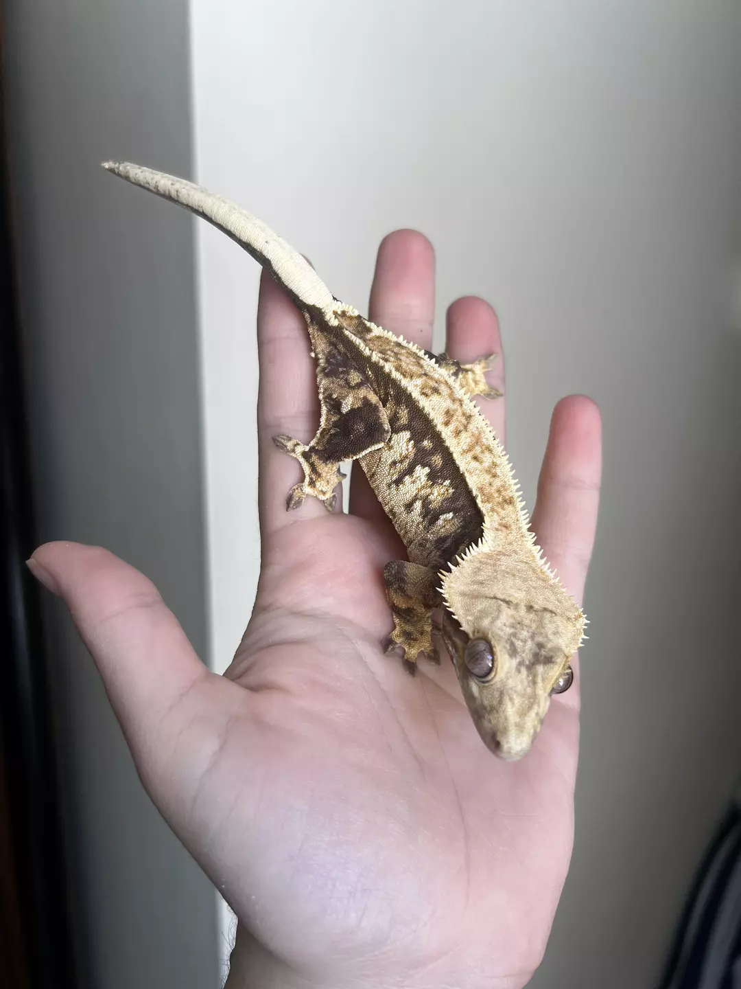 RTB: Female: 45 grams: Tricolor Partial Pinstripe Harlequin thumbnail
