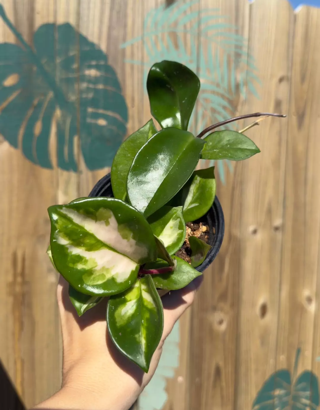 Hoya Carnosa Tricolor 3” thumbnail