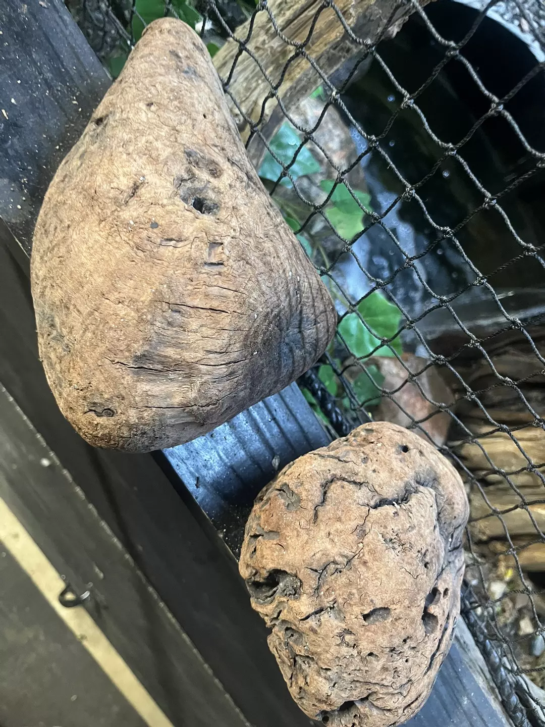 Drift wood Burrell x2 thumbnail