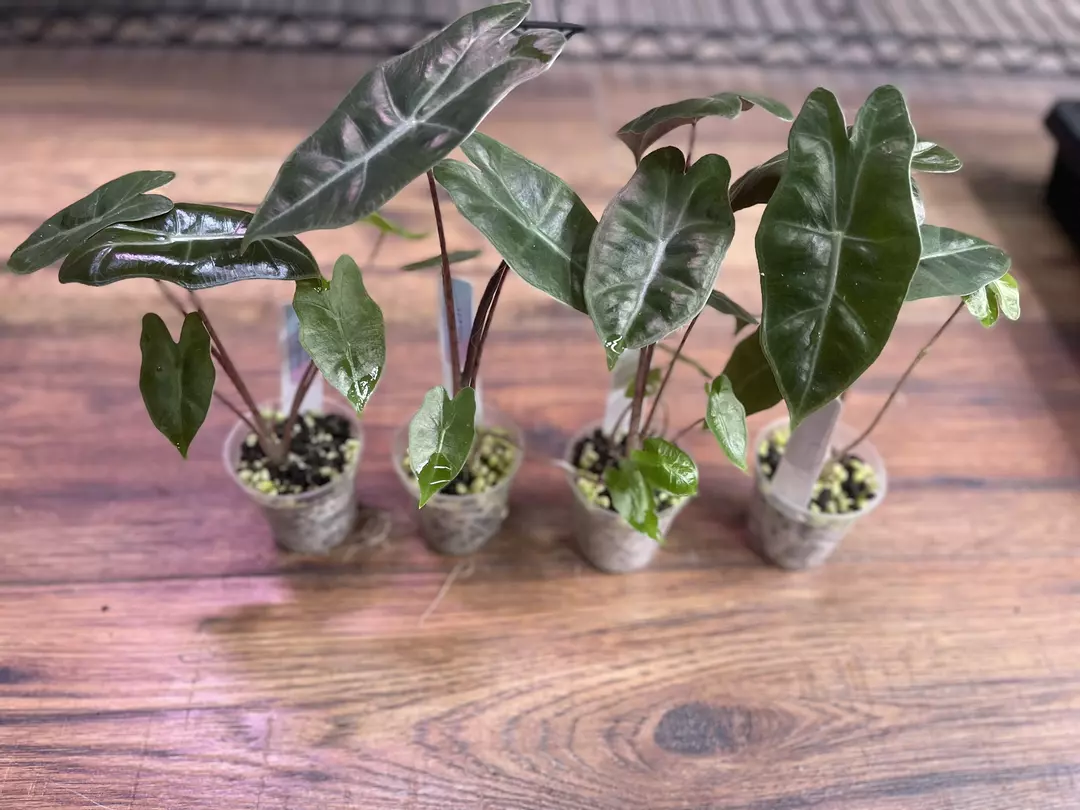 Alocasia Pseudo Sandariana from Pink Mother (Gamble) -TC thumbnail