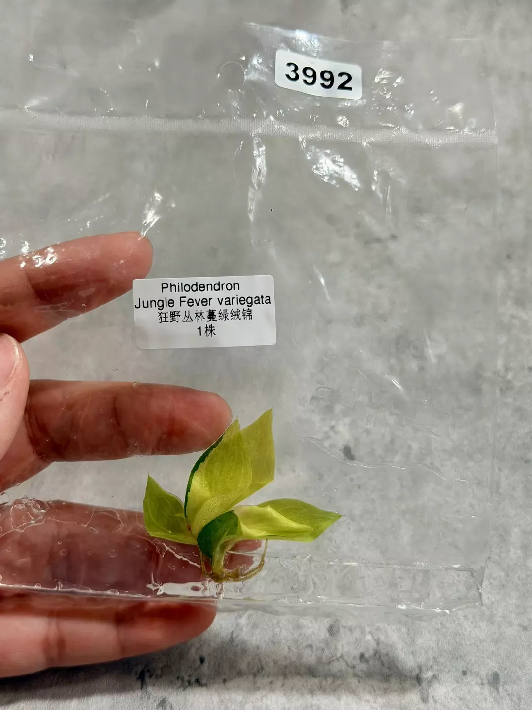 3992 Philodendron Jungle Fever Variegated thumbnail