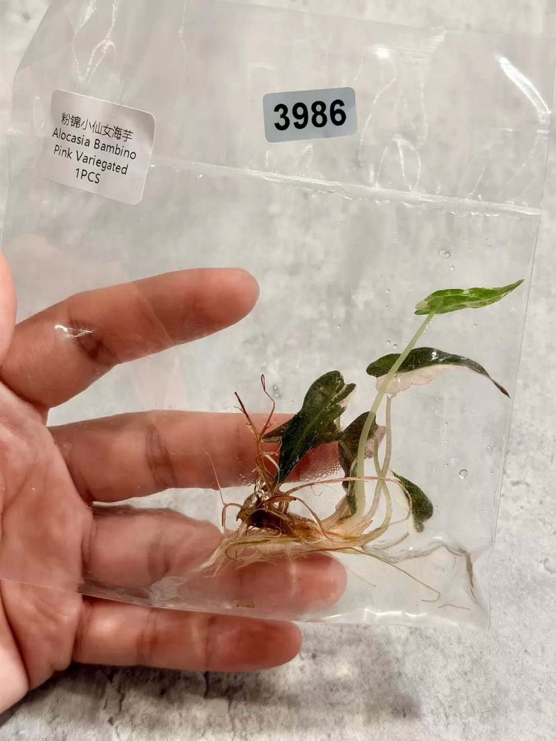 3986 Alocasia Pink Bambino Variegated thumbnail