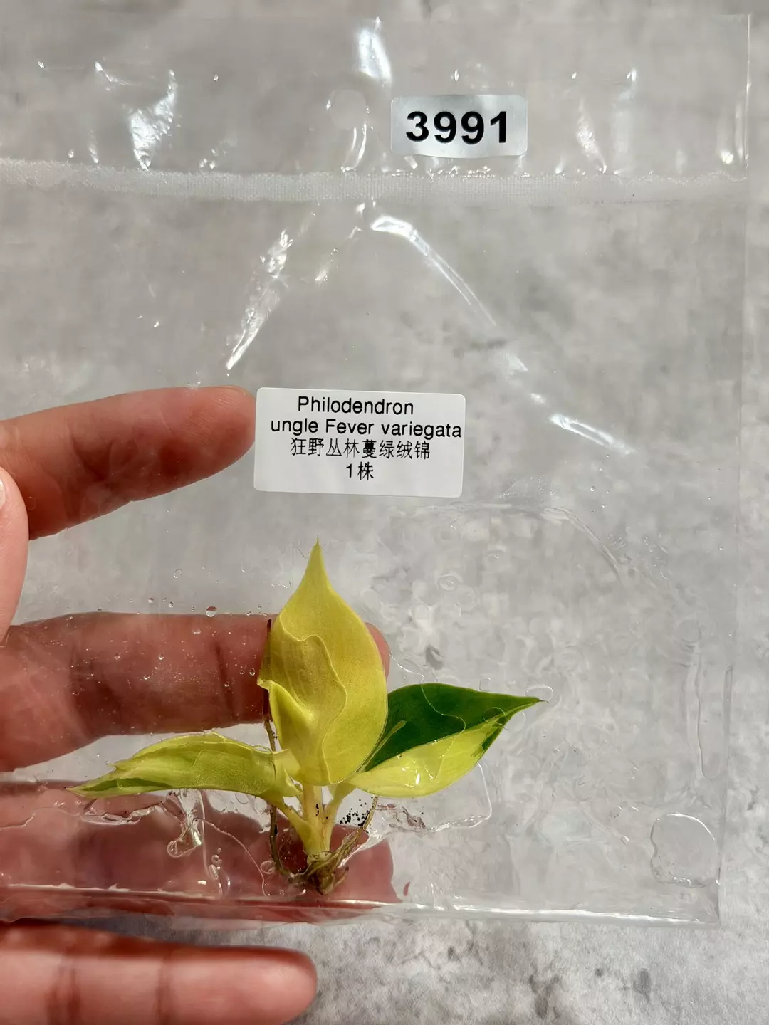 3991 Philodendron Jungle Fever Variegated thumbnail