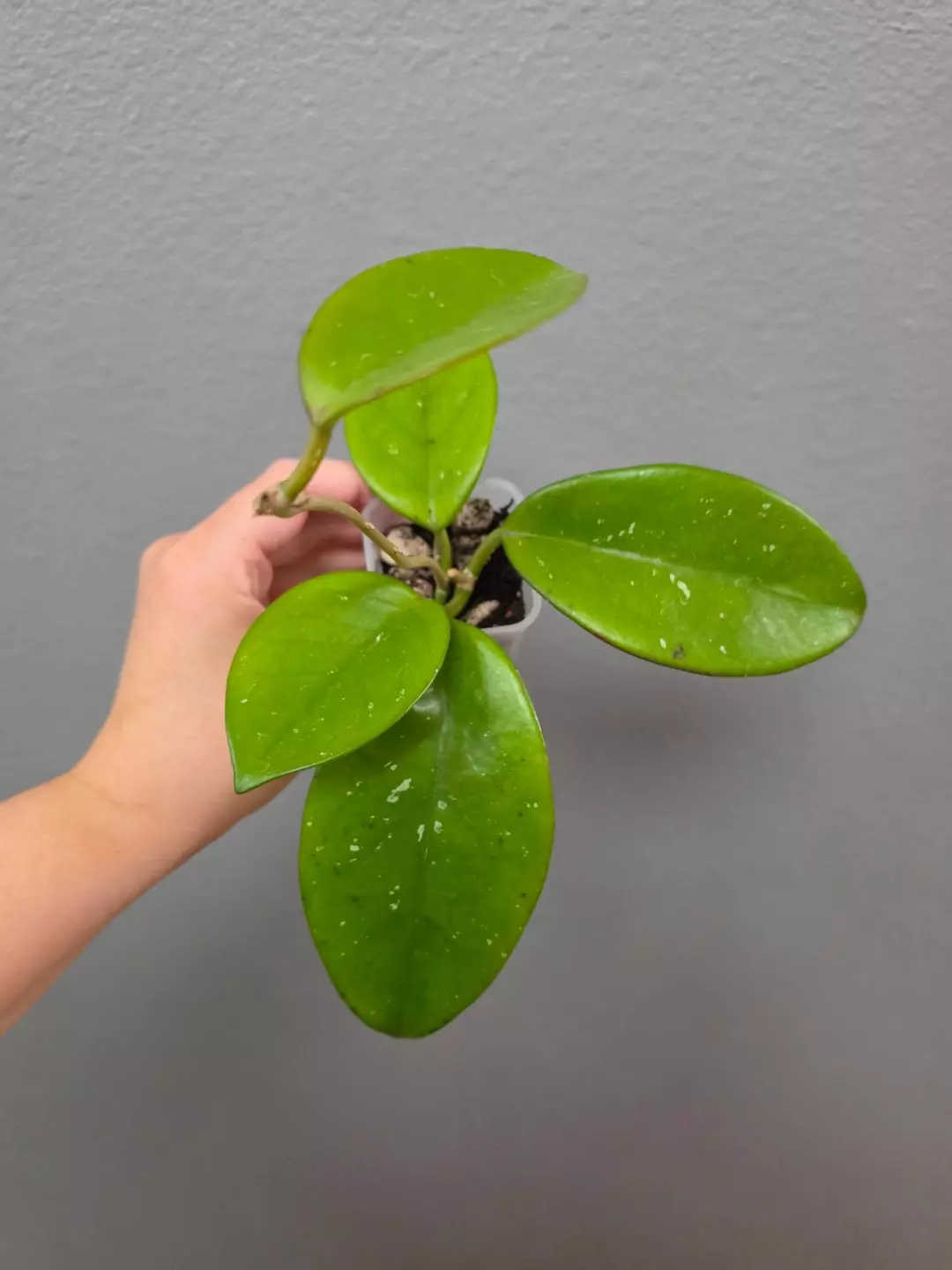 Hoya NoID (swipe to see the flowers!) thumbnail