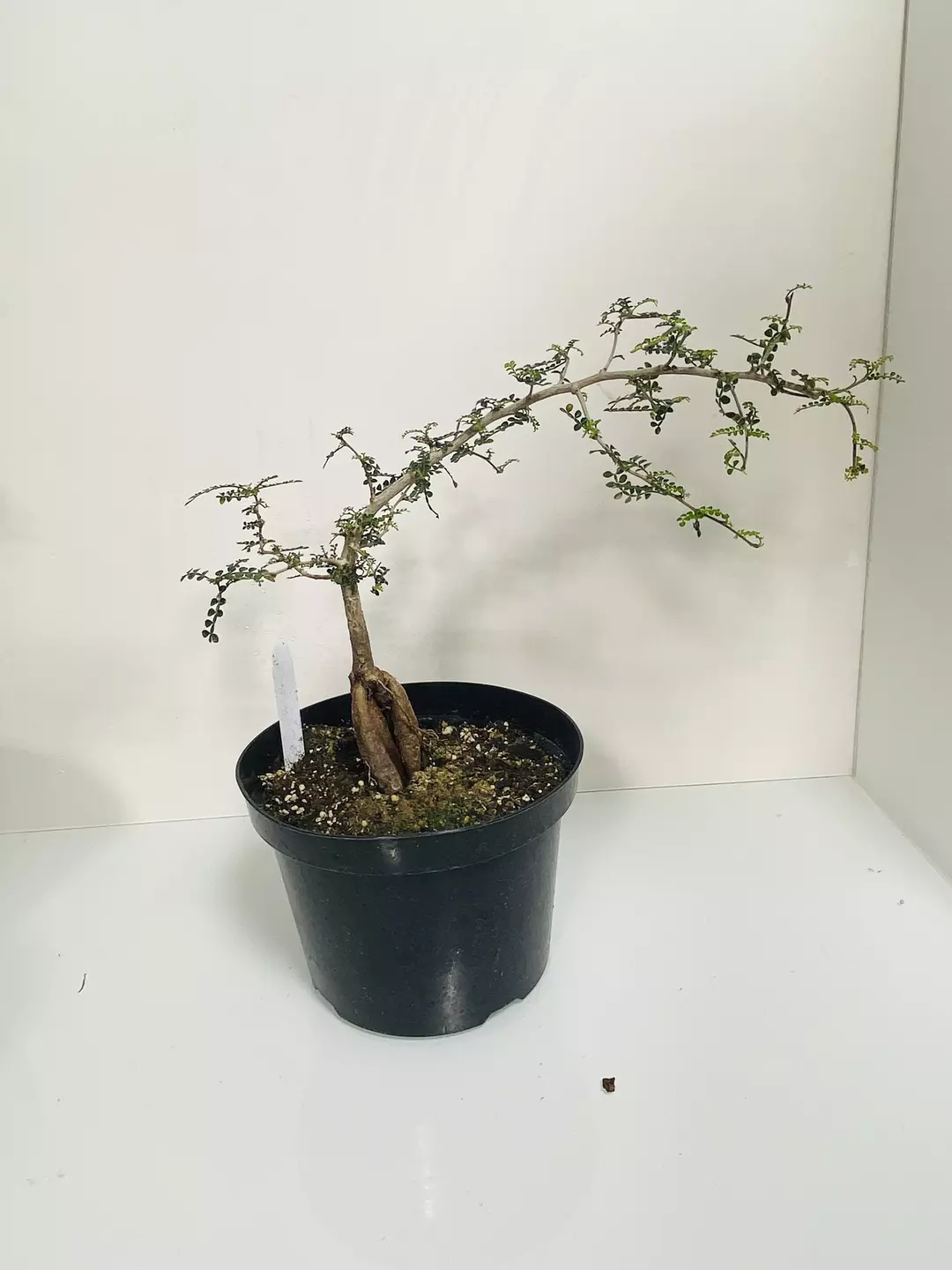 Operculicarya decaryi Rare Elephant Tree Rare Bonsai 8-10” pot thumbnail