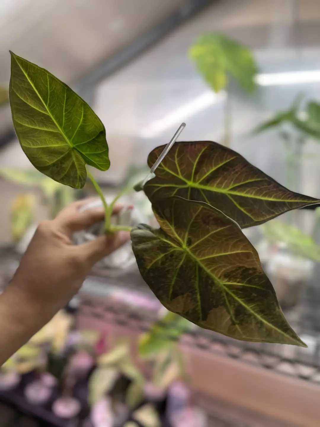 Alocasia Regal Shield Aurea (corming size) thumbnail