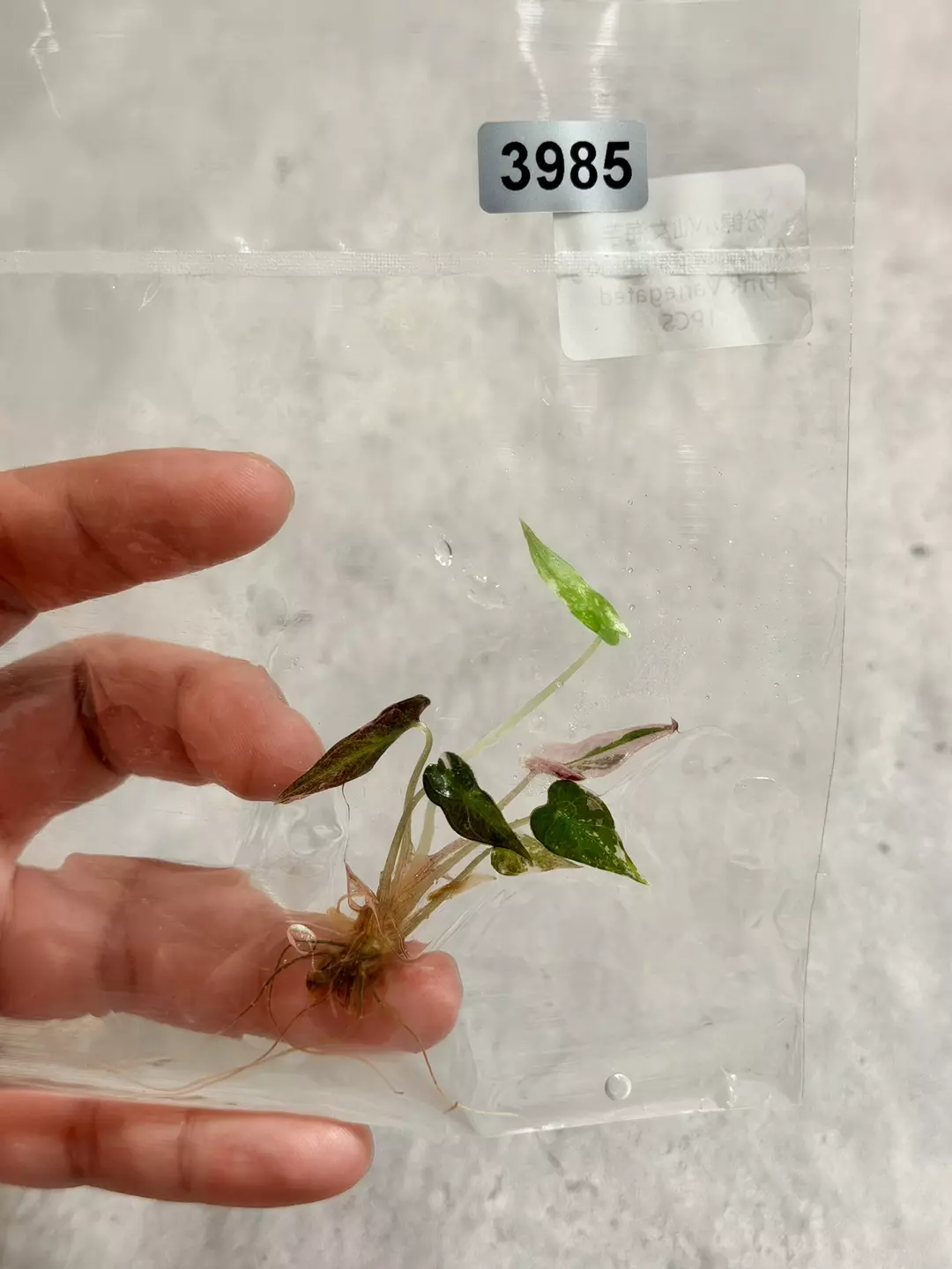 3985 Alocasia Pink Bambino Variegated thumbnail