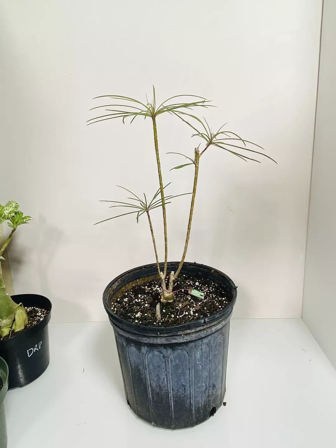 Plumeria Filifolia rare needle leaf Large size thumbnail