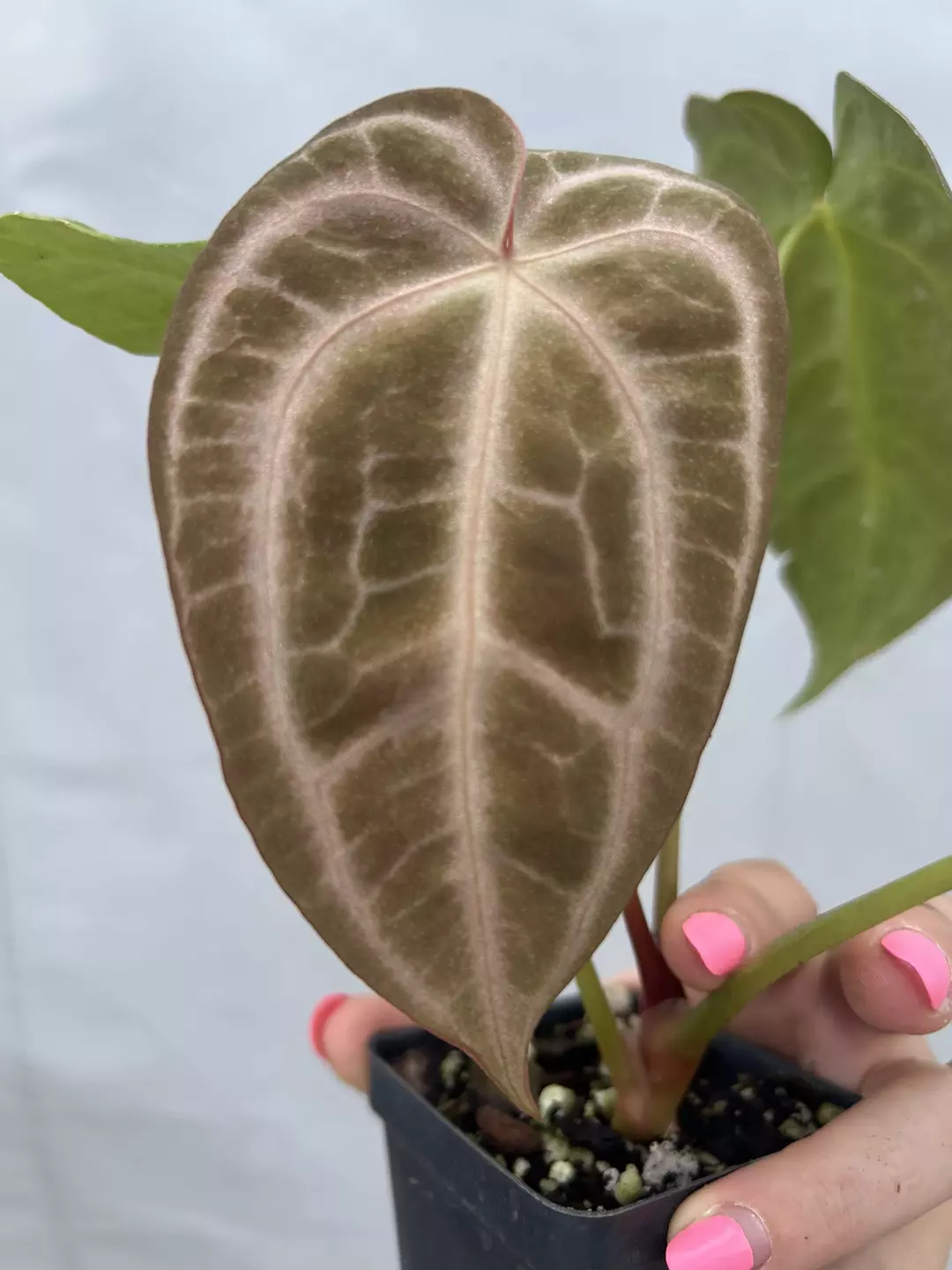 P76 (TA Crystal Mag/Tim’s Black) x Goldenchild. Champagne gold emergent, blushing veins, green shine thumbnail