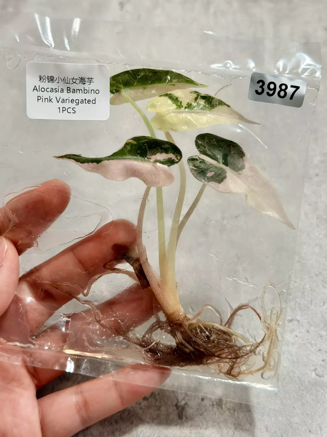 3987 Alocasia Pink Bambino Variegated thumbnail