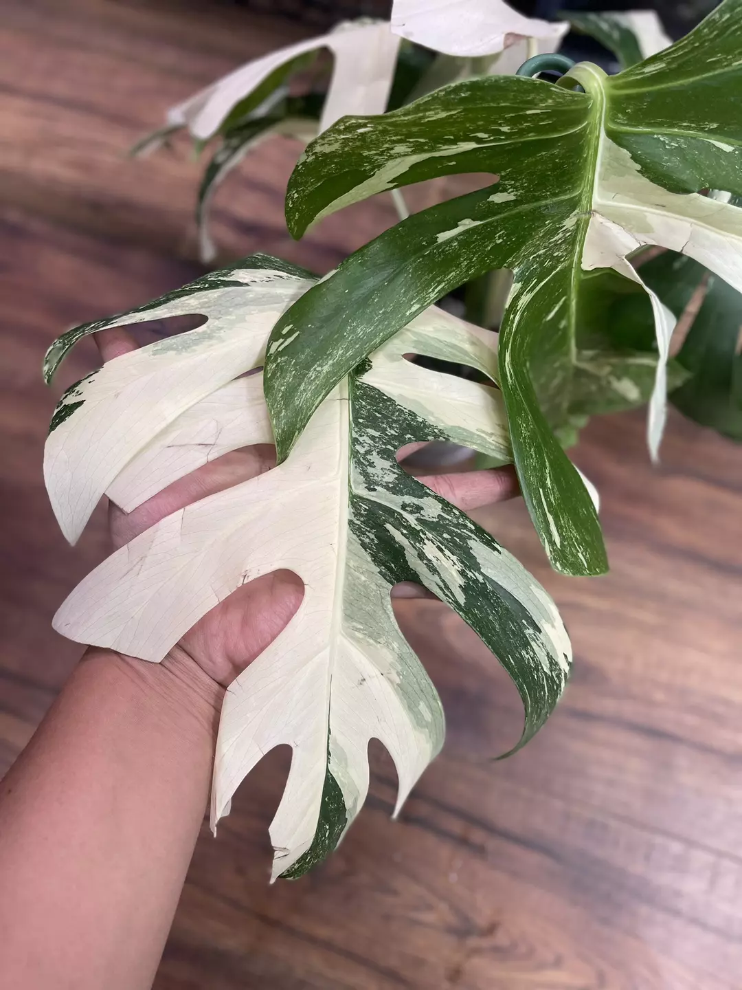 Monstera Albo #2 (3 in 1 pot) thumbnail
