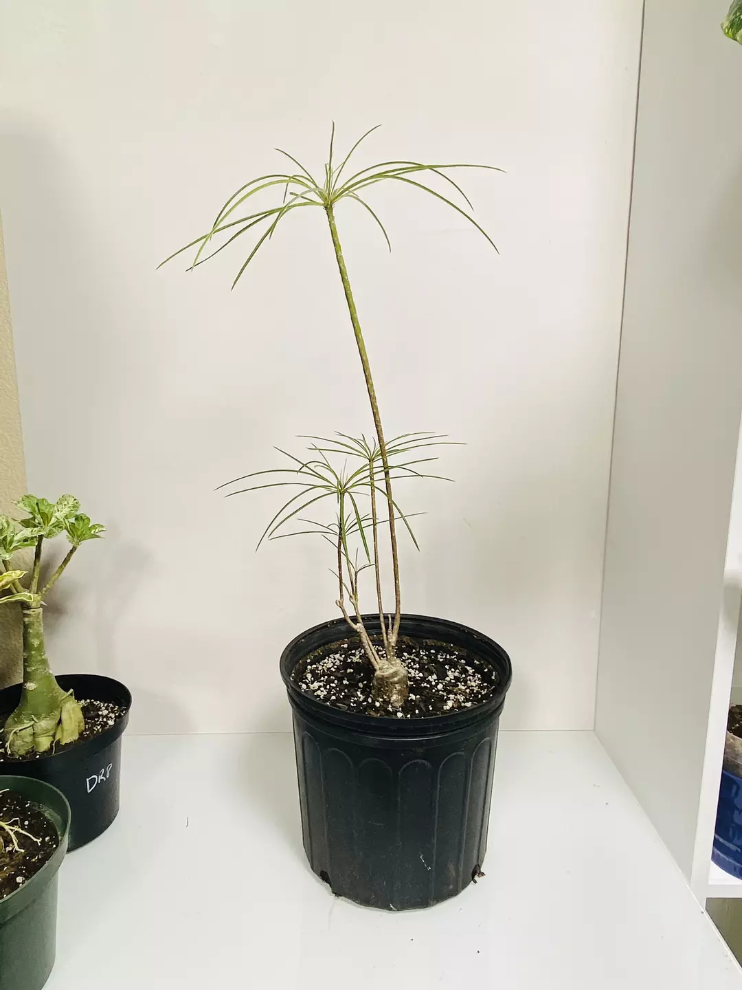 Plumeria Filifolia rare needle leaf Large Size thumbnail