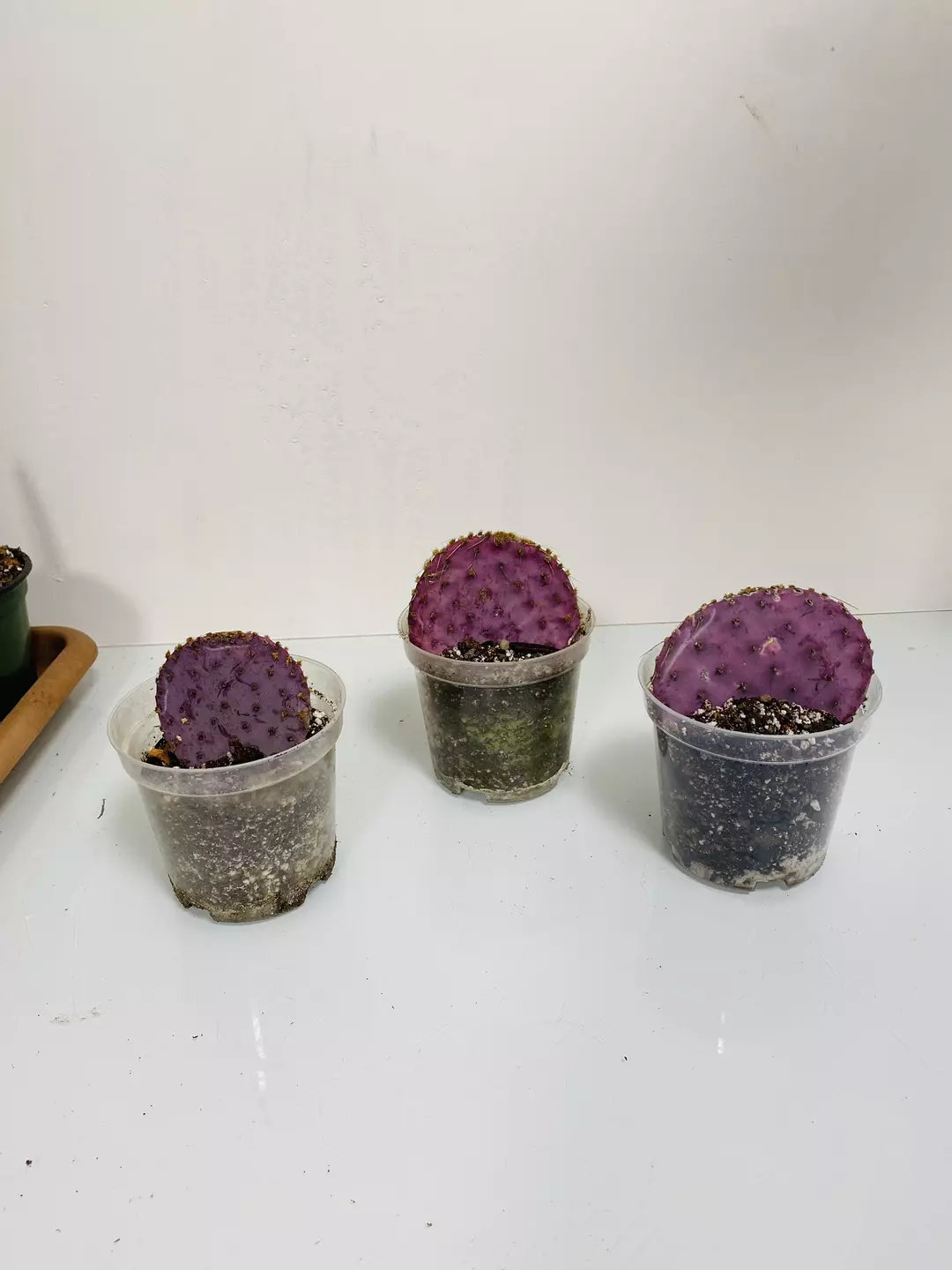 Purple Optunia not rooted thumbnail