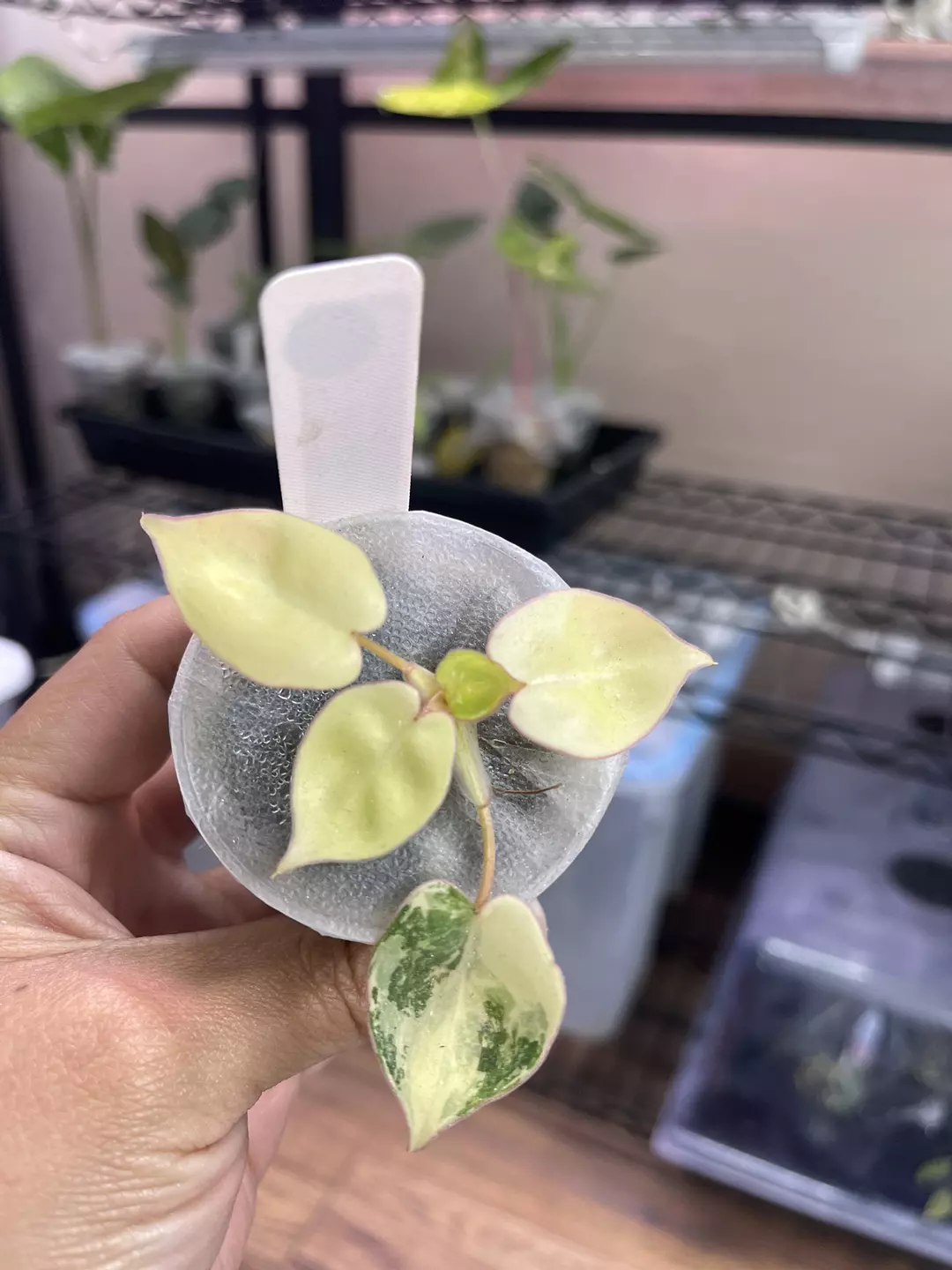 Philodendron Variegated Billietiae - TC thumbnail