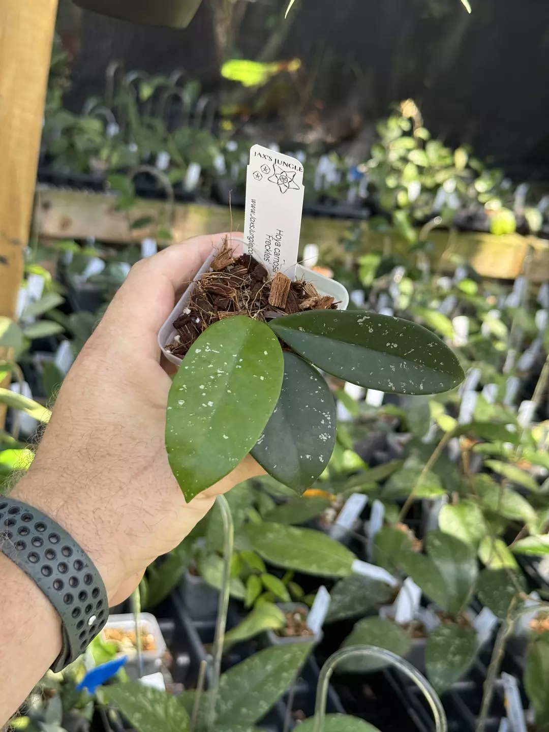 Hoya carnosa ‘Freckles’ thumbnail