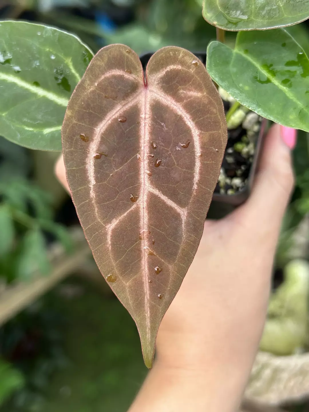 P85 Swampmannii Red x Crystal Queen #2. Cocoa crimson emergent with a bronze shine & Merlot veins thumbnail