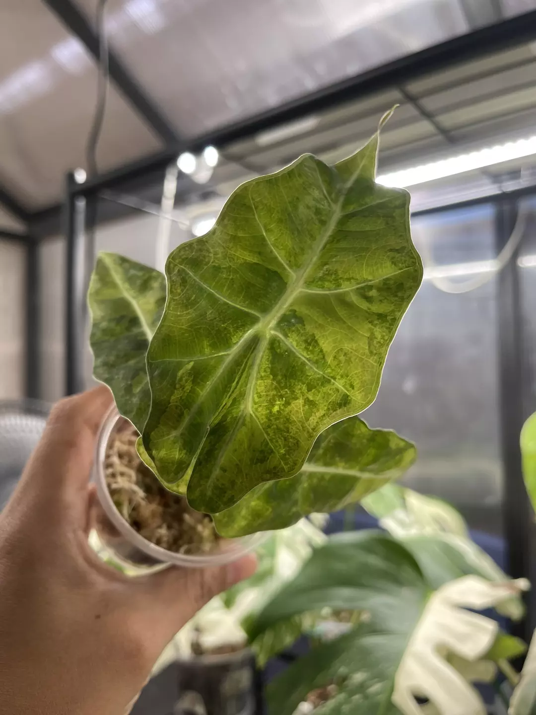 5/21 Fresh Import - Amazonica Aurea thumbnail