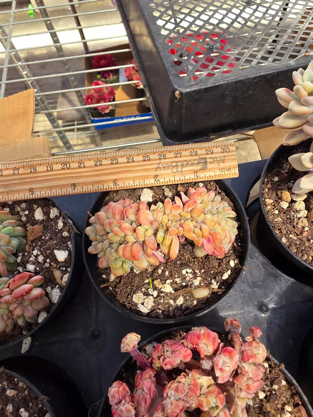 Pink jenny crested  thumbnail