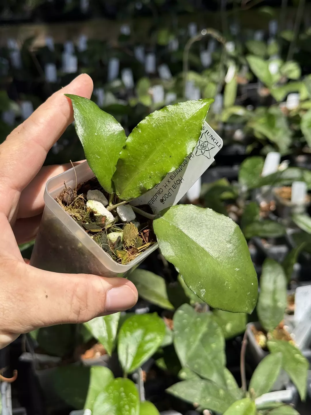 Hoya LP006 (H. erythrina x H. caudata) (Small Leaves) thumbnail