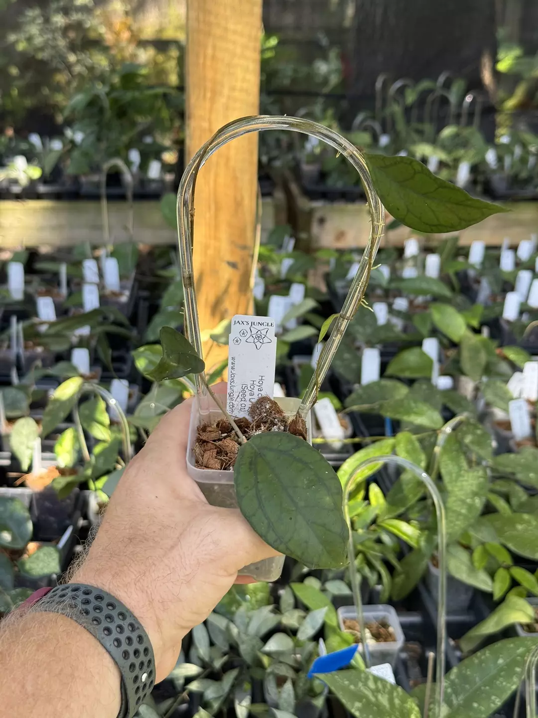 Hoya chunila x Hoya UT158 (Seed 01) thumbnail