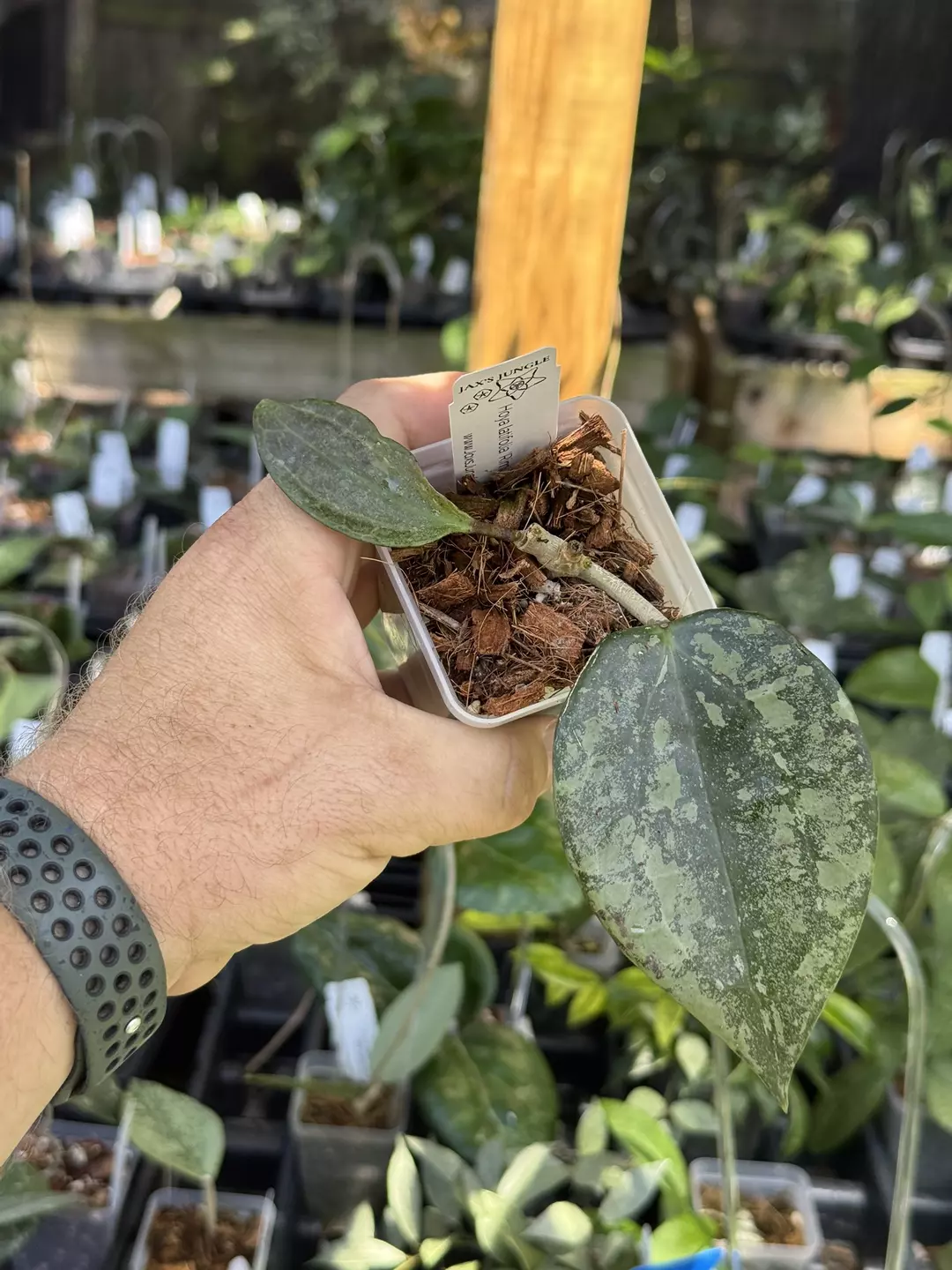Hoya Latifolia ‘Rimba Perak’ thumbnail
