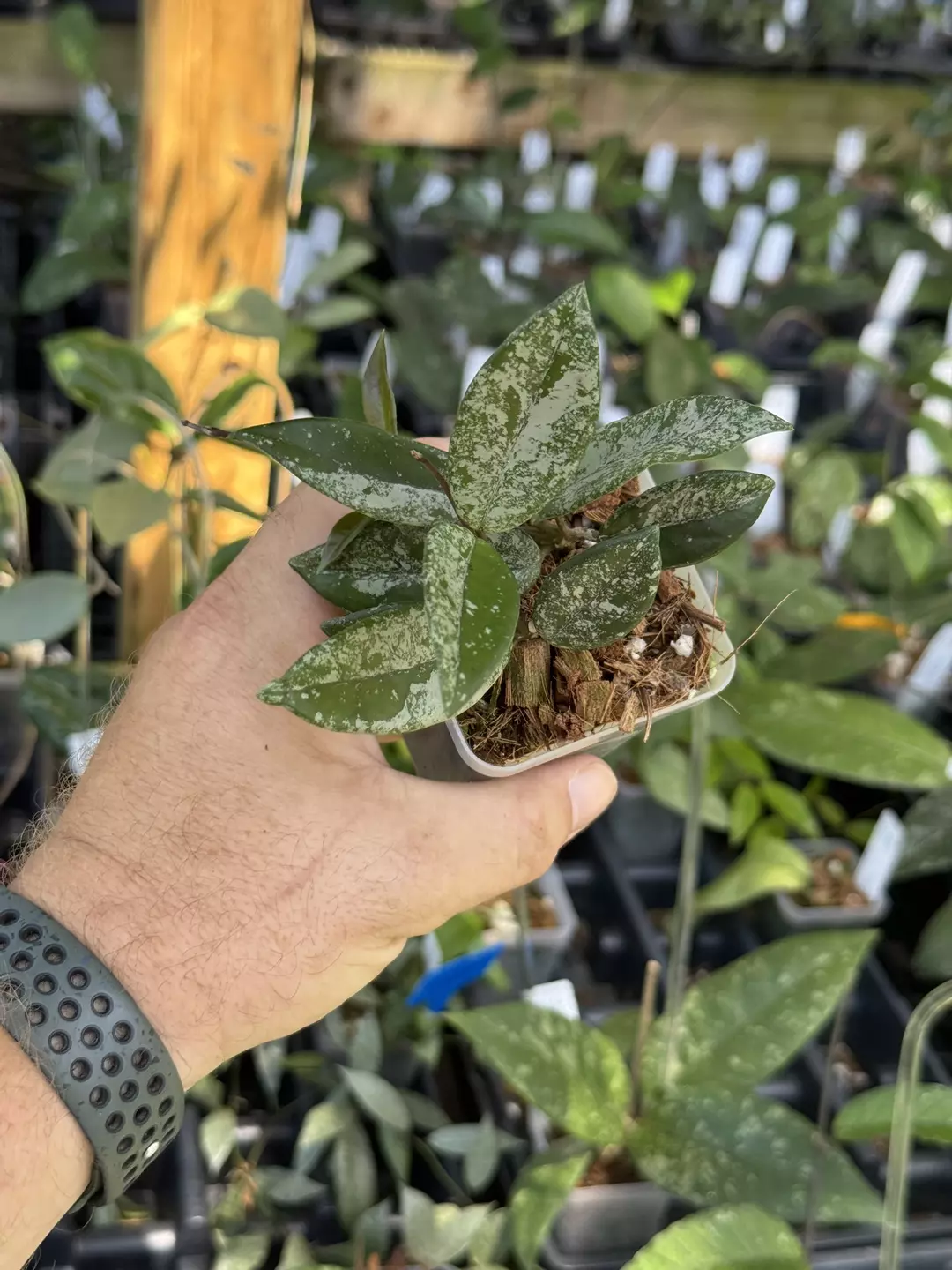Hoya carnosa ‘Wilbur Graves’ thumbnail