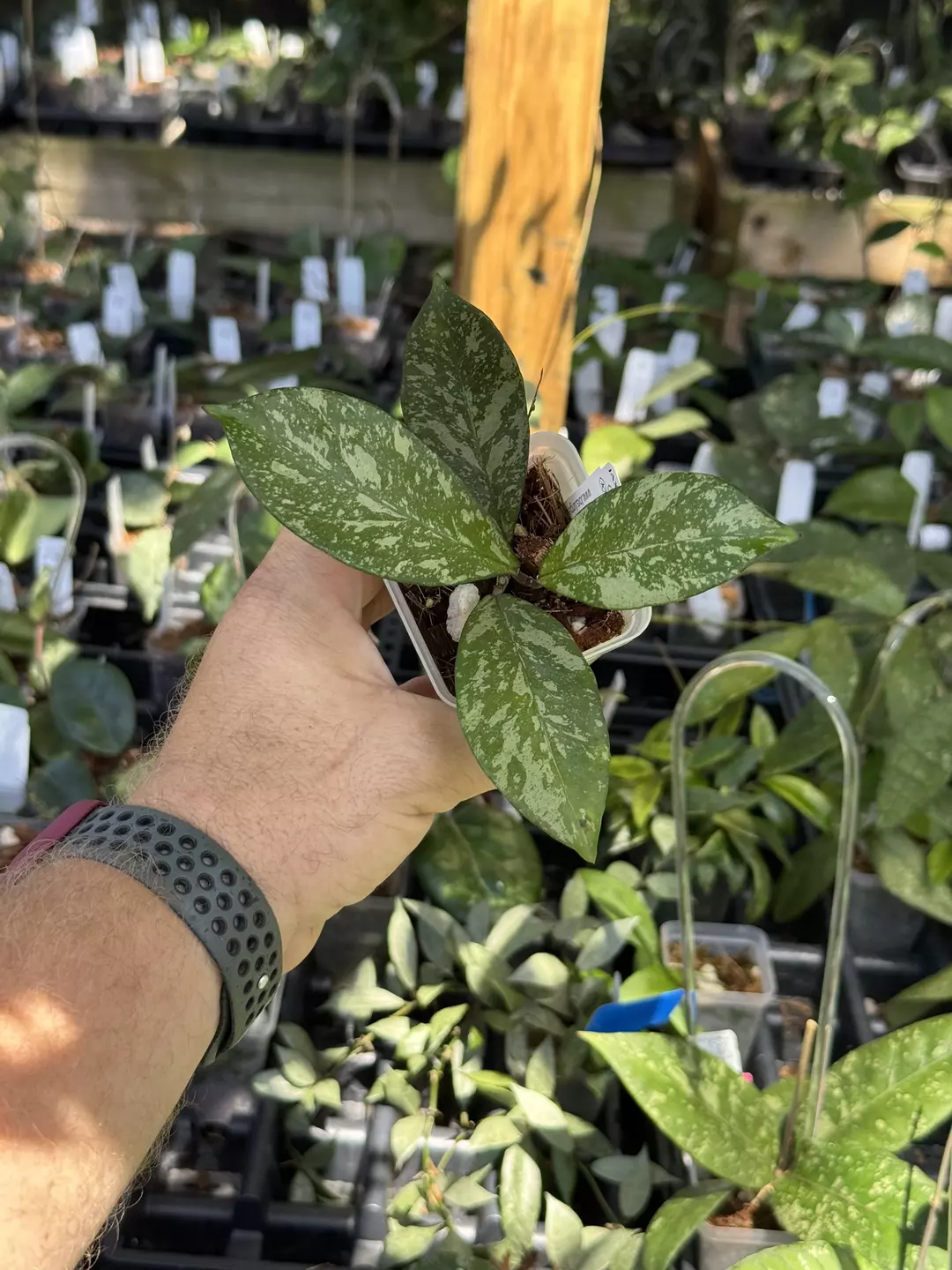 Hoya Crassipetiolata x Michele clone 1 thumbnail