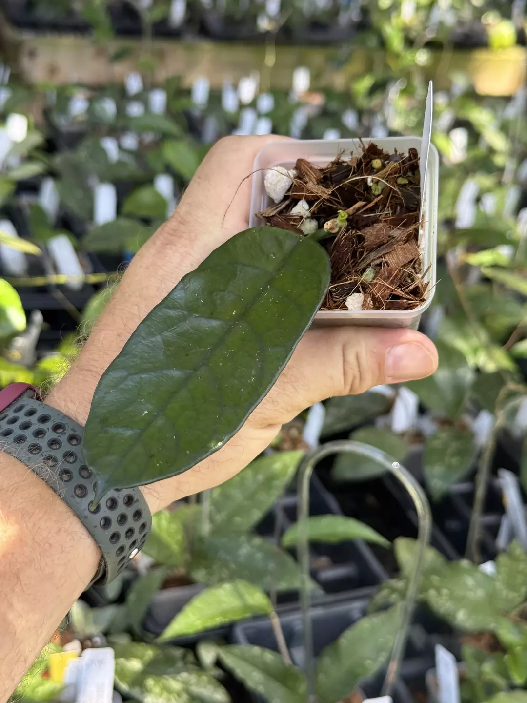 Hoya sp Motuo thumbnail