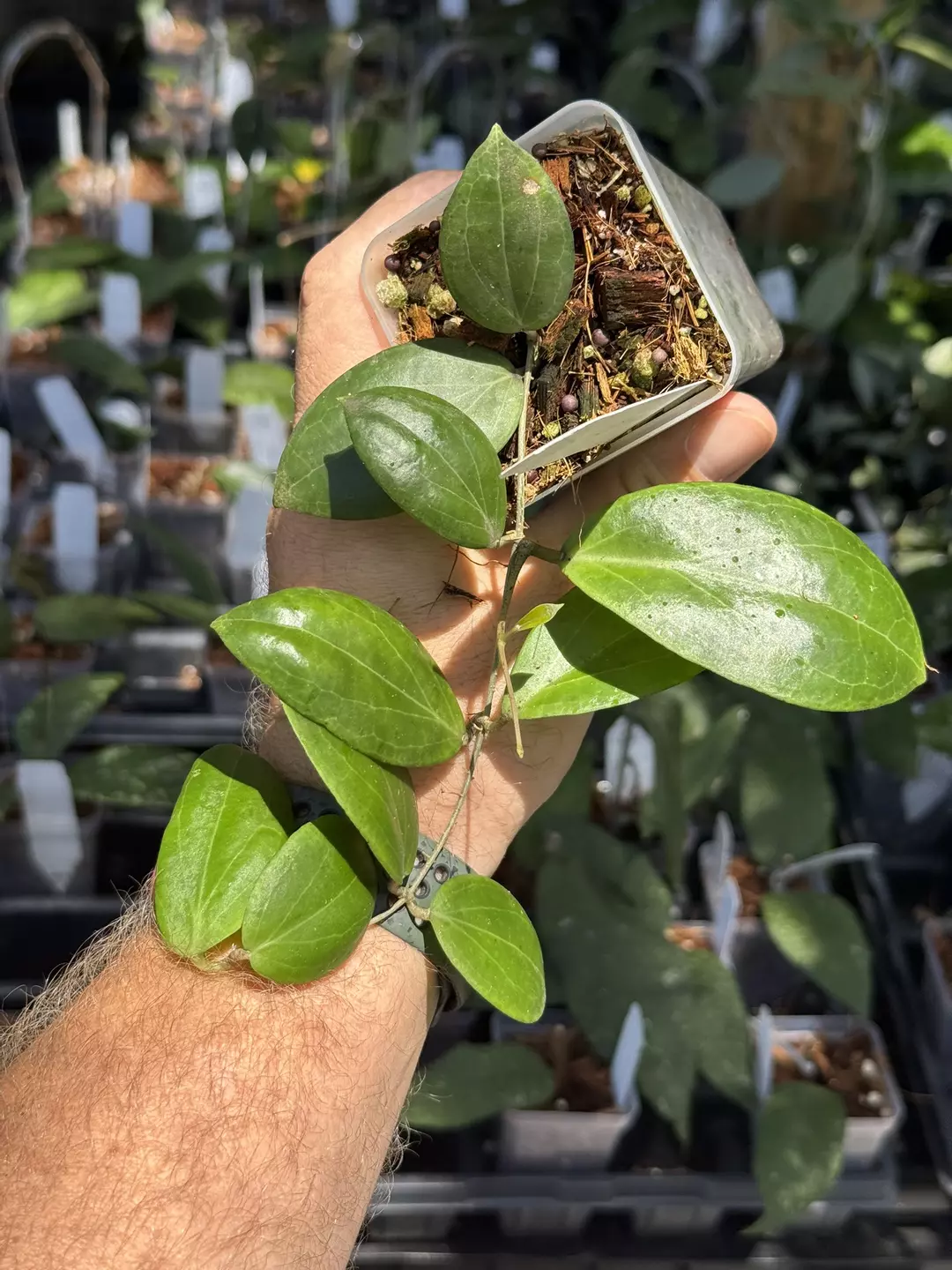 Hoya fitchii seed thumbnail