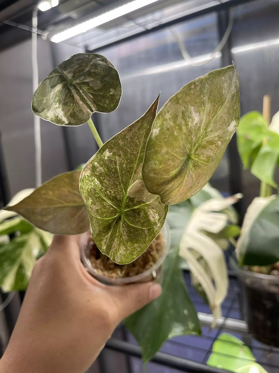 5/21 Fresh Import - Alocasia Wentii Galaxy - CG thumbnail