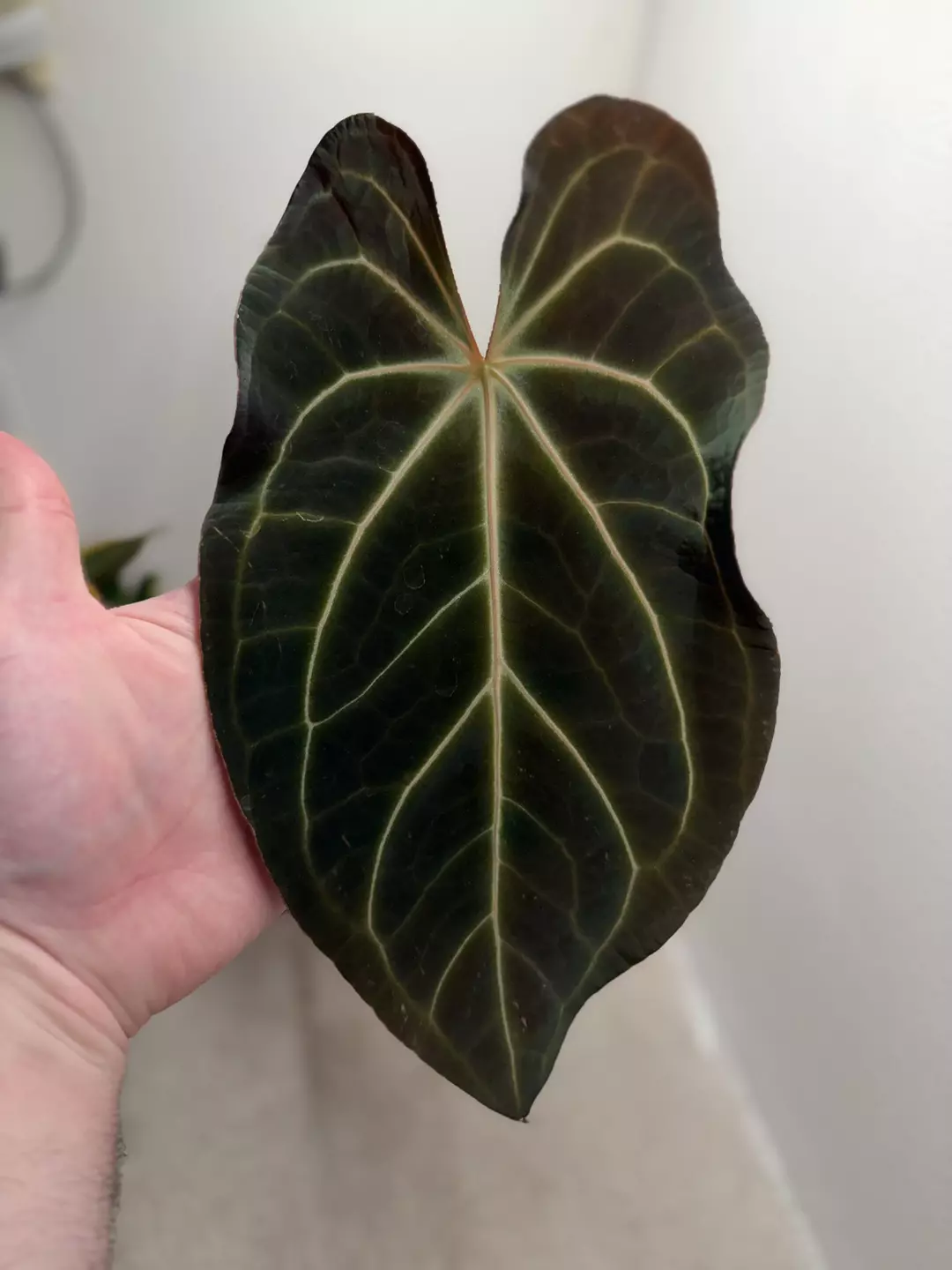 Anthurium Pink Wonderboy x papillilaminum thumbnail