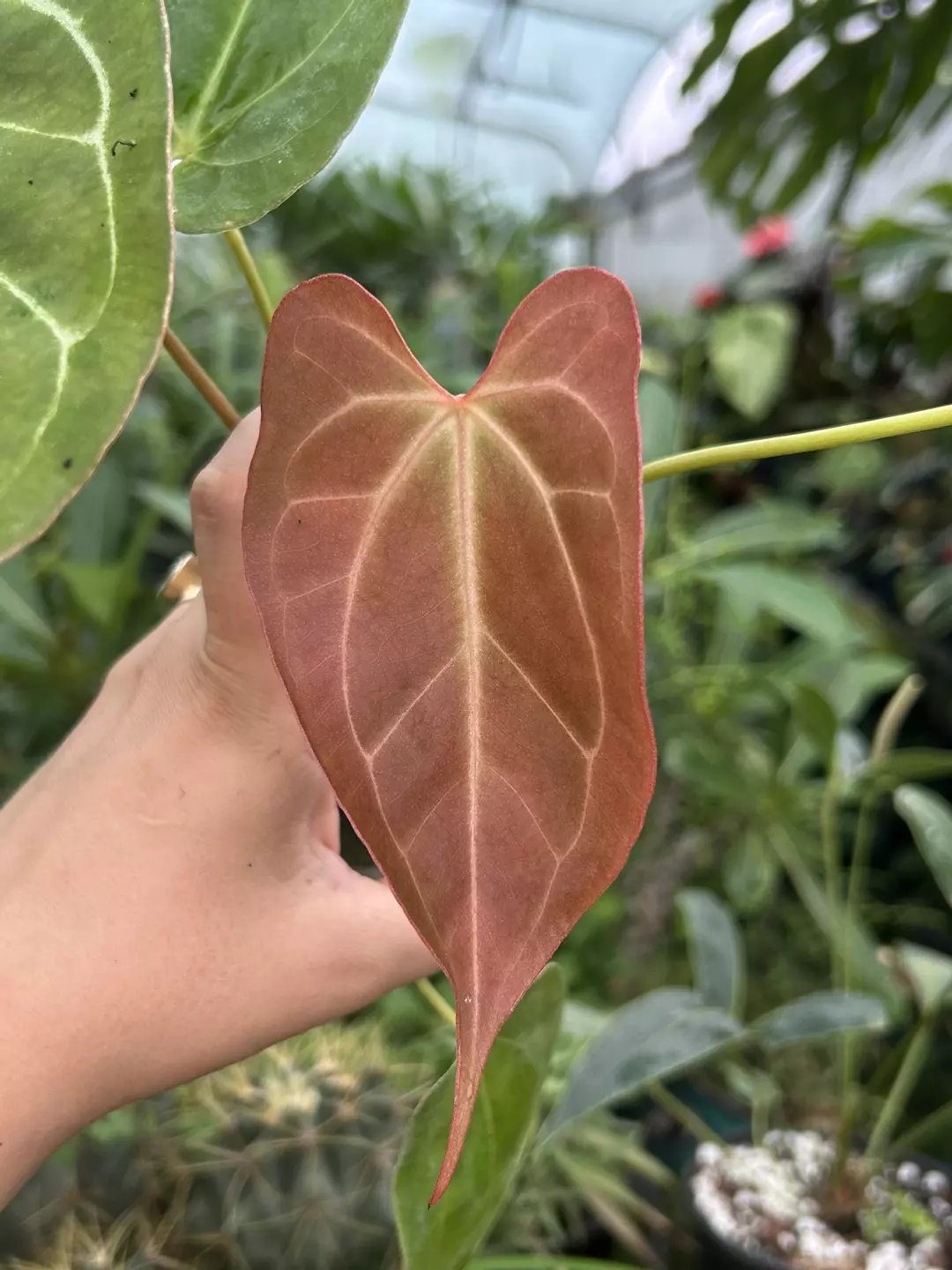 P92 Yellow Berry x Rotundatum X. Cinnamon red emergent with sharp point and budding emergent thumbnail