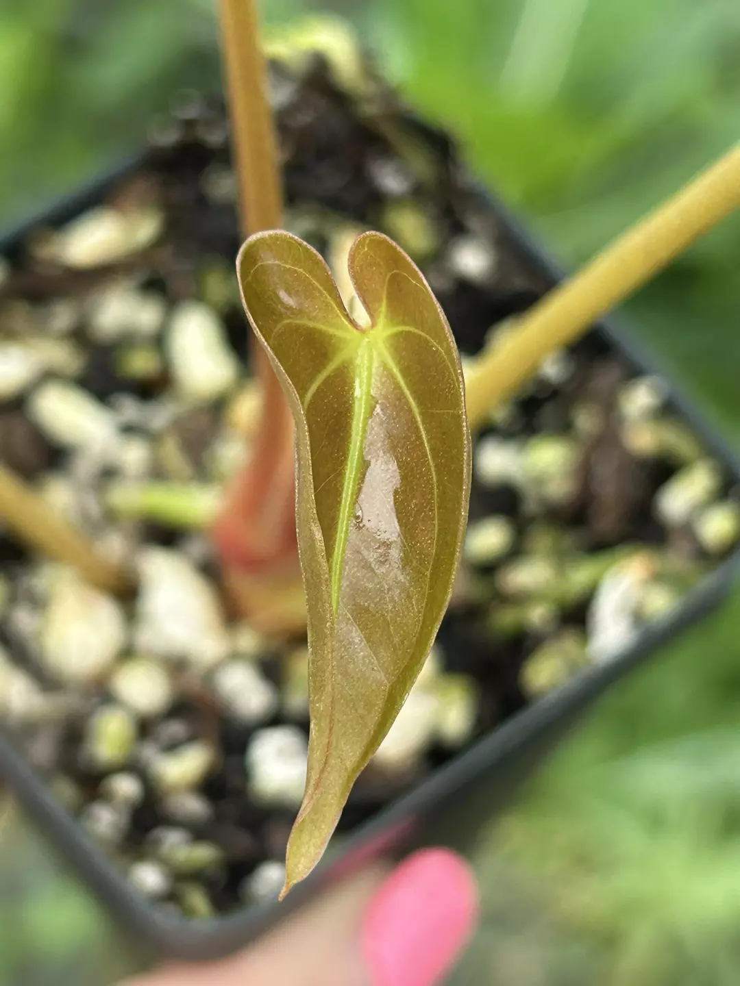 P88 Papillilaminum Nice Pap #1 x Papillilaminum Nice Pap #6. Unfurling baby emergent bright veining thumbnail
