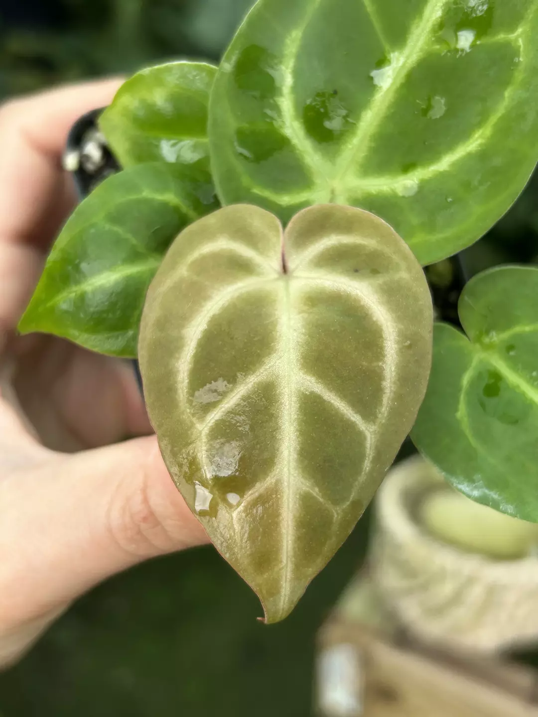P84 Doriyaki Silver x ‘Hoffmannii X Butterfly’. Dark sage emergent with silvery green veining thumbnail