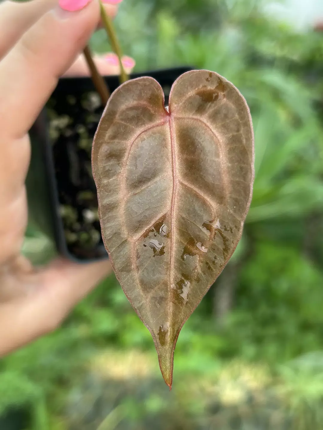 P87 (AOS SKG/Tims Black) x Doc Block Purple F2. Redwood colored emergent with oxblood colored veins thumbnail