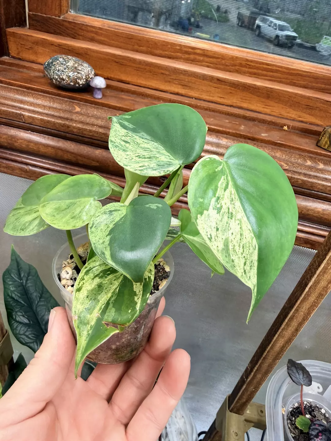Philodendron Heartleaf Var #232 thumbnail