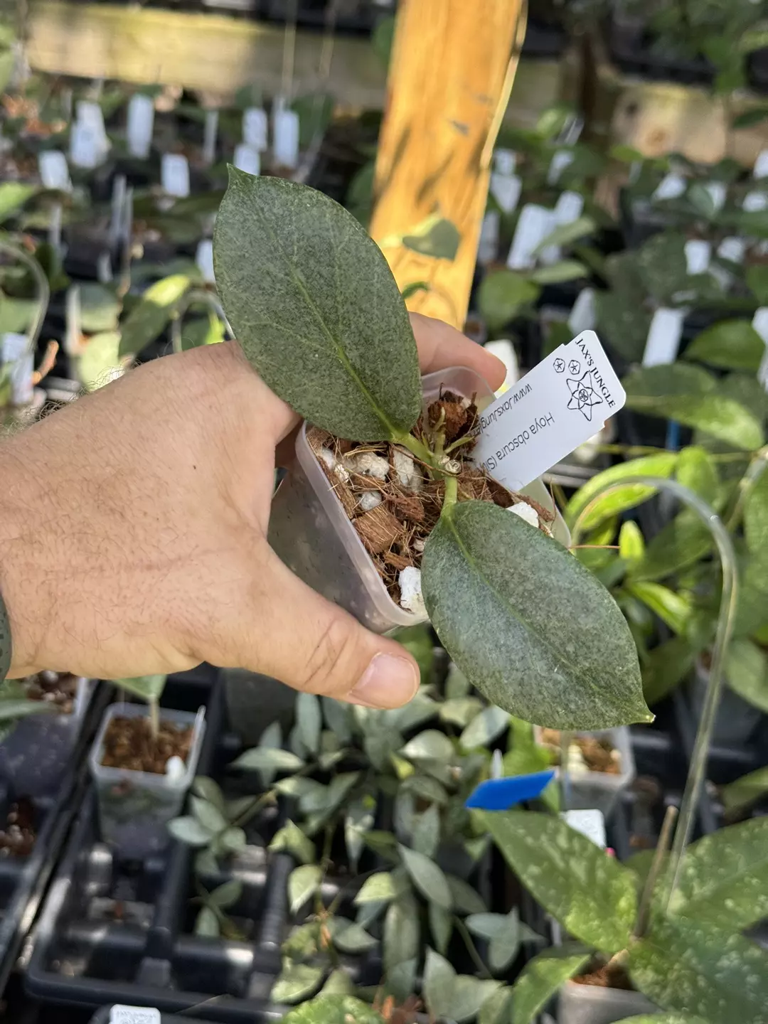 Hoya obscura (silver) thumbnail