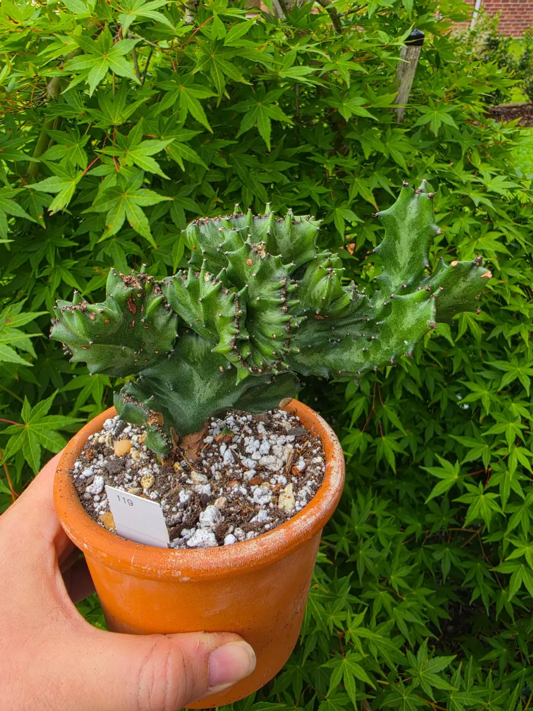 119 Euphorbia Lactea Crest thumbnail