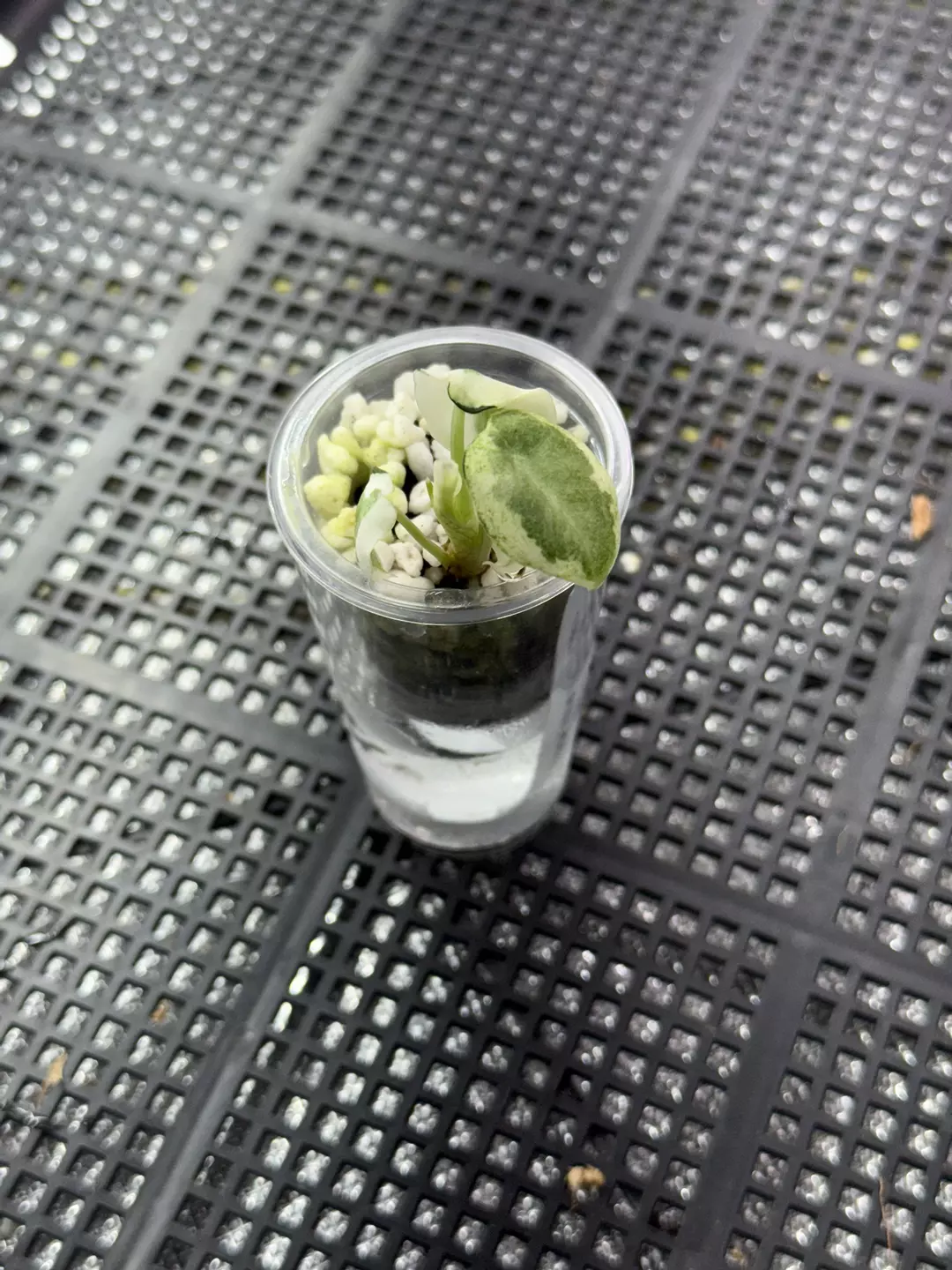 1515 Ninja Albo Mutation corm grown thumbnail