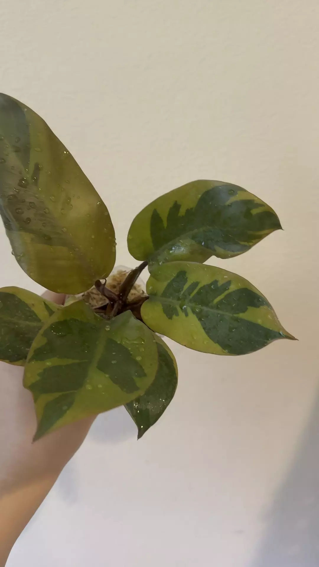 Philodendron black cardinal variegated  thumbnail
