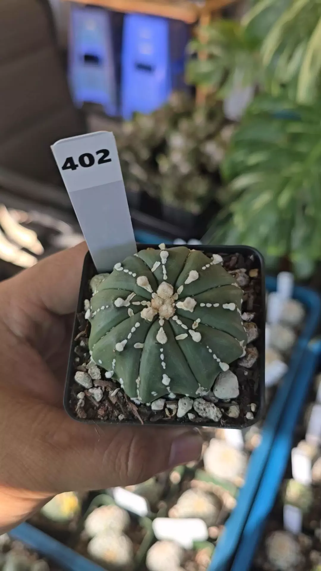 Astrophytum vtype 2.25 in pot thumbnail