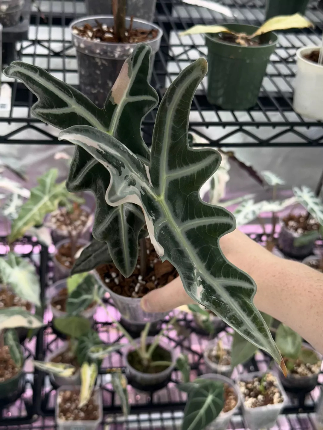 1512 Nobilis K Pink with pup thumbnail