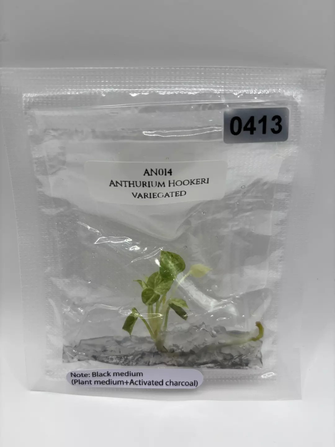 Anthurium Hookeri Variegated thumbnail
